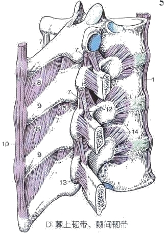 坐姿分析和看臺座椅設計的知識