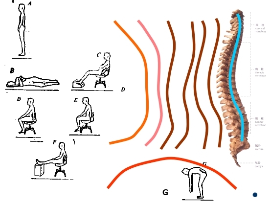 坐姿分析和看臺座椅設計的知識